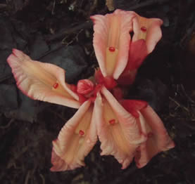 A species of Etlingera from Bougainville Island collected on 21 Jan 2007