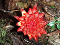 A species of ginger (Etlingera), which may resemble a red pine apple half buried in the ground.